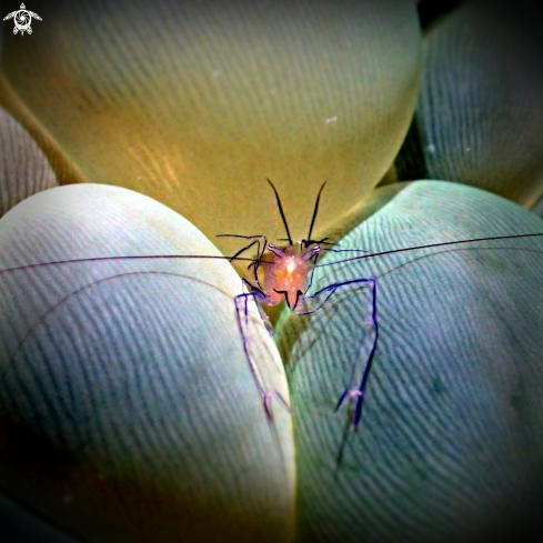 A Coral bubble shrimp