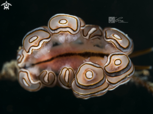 A Donut Nudibranch