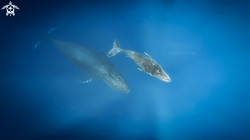 A Humpback Whale 