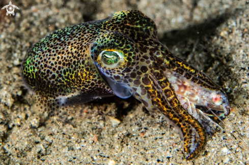 A Bob-tailed squid