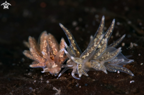 A Nudibranchs Favorinus sp.