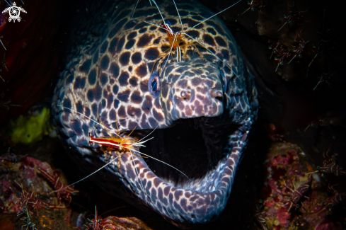 A Laced moray