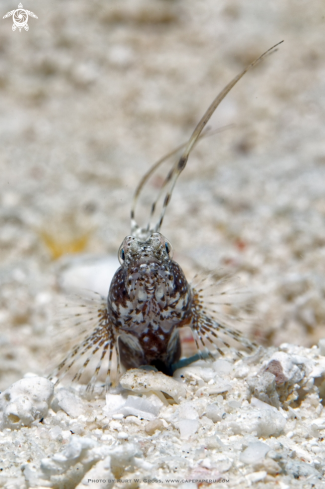 A Tomiyamichthys sp. | Shrimp-Gobi