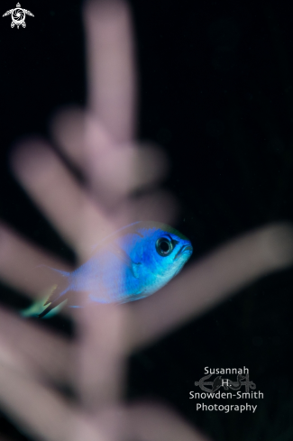 A Chromis cyanea | Hiding Blue Chromis