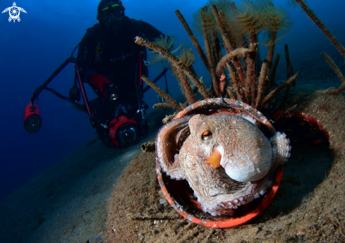 A Octopus vulgaris