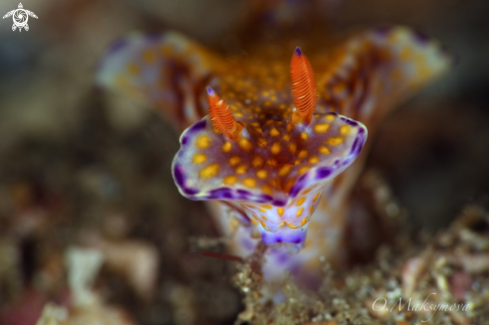 A Nudibanch Ceratosoma gracillimum