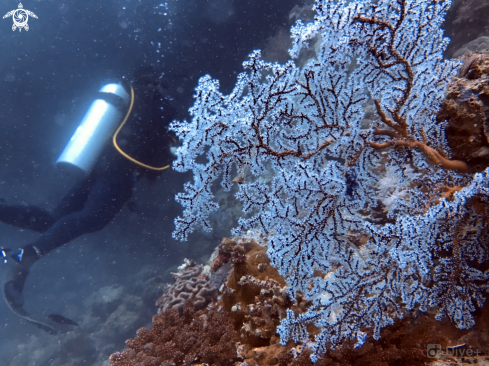 A Alcyonacea | sea fan coral