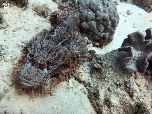 A Scorpaenidae | scorpion fish