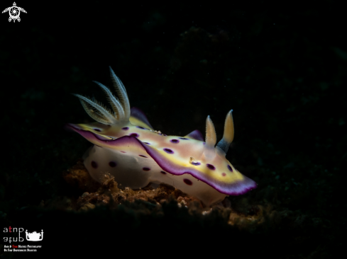 A Sea Slug / Nudibranch