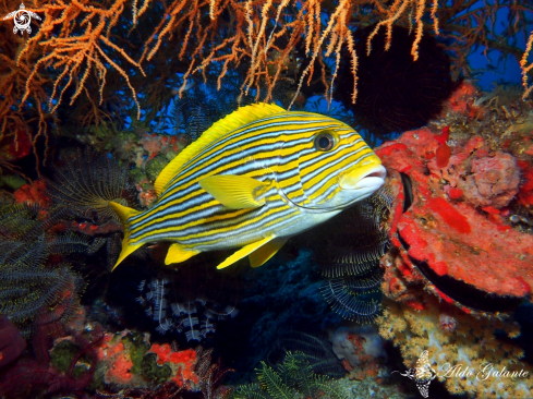 A Ribboned Sweetlips 