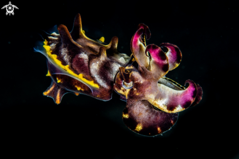 A Flamboyant cuttlefish