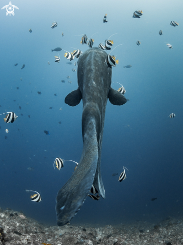 A Bump-Head Sunfish