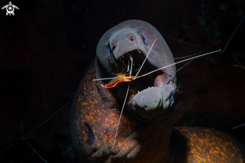 A Lysmata amboinensis and Gymnothorax flavimarginatus | Moray