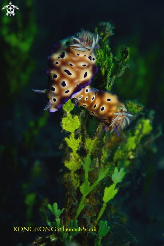 A Nudibranch