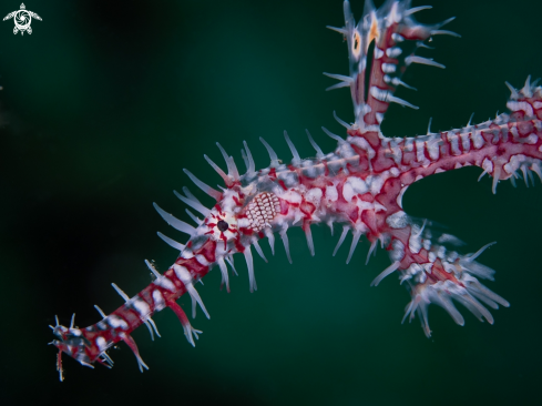 A Solenostomus paradoxus | Ornate ghost pipefish