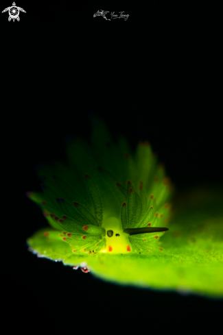 A Nudibranch