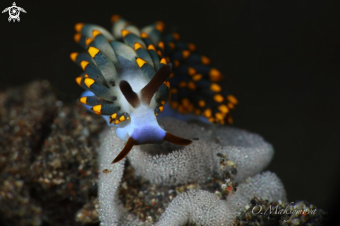 A Nudibranch Trinchesia sp.