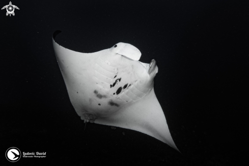 A Mobula alfredi | Reef Manta