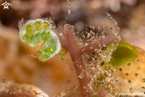 A Phycocaris  species | Algae Shrimp