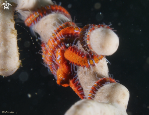 A Serpent starfish 