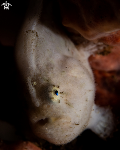 A Painted frogfish