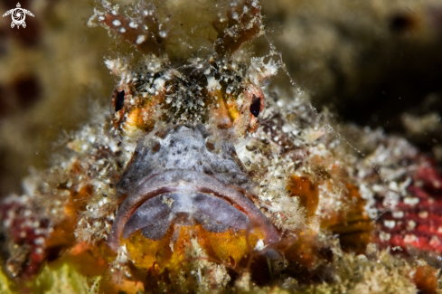 A Scorpionfish