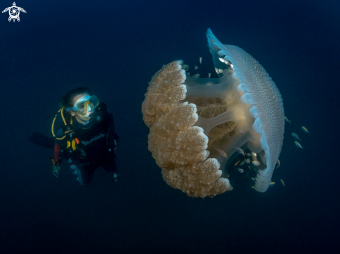 A Thysanostoma thysanura | Jellyfish