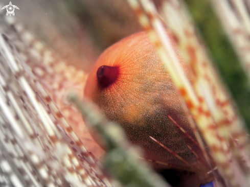 A Sea Urchin Astropyga