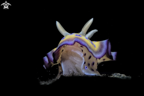 A Chromodoris Genimus  | Chromodoris Genimus 