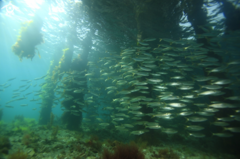 A Reef fish