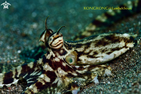 A Mimic Octopus