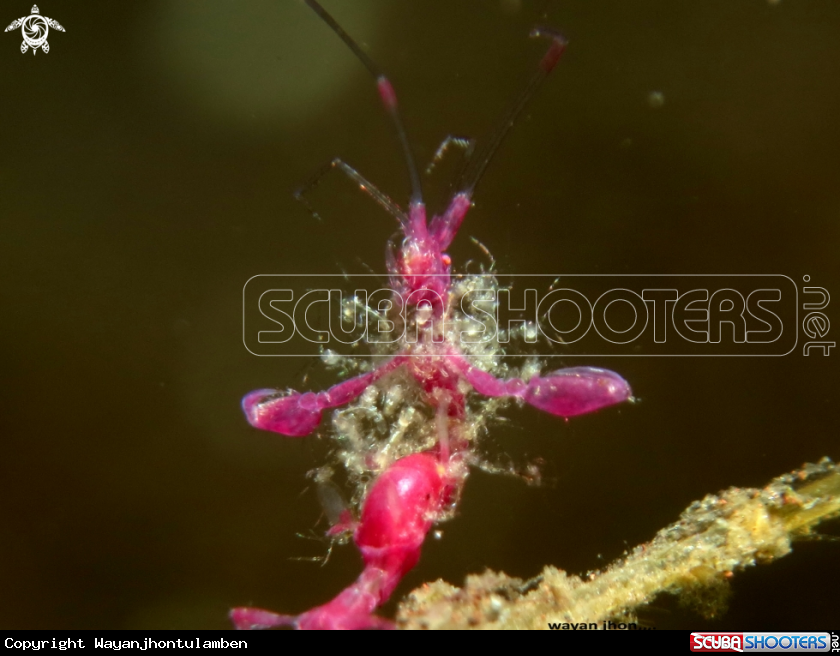A Sekelaton Shrimp