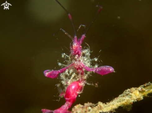 A Sekelaton Shrimp