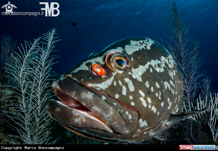 A Nassau grouper