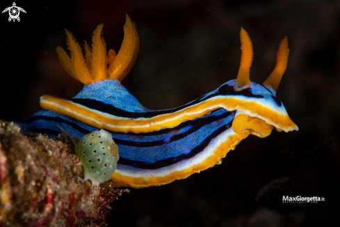 A nudibranch