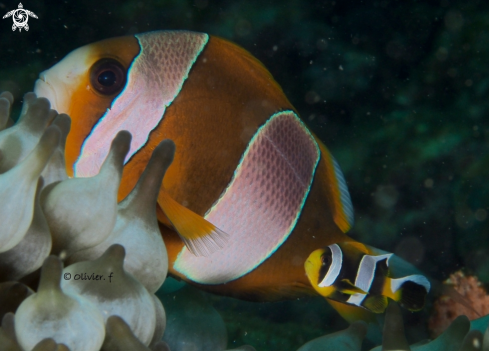 A Madagascar clownfish 