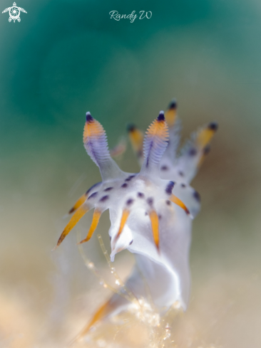 A Nudibranch