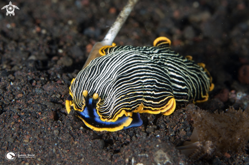 A Armina Nudibranch