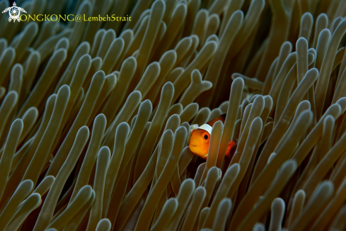 A False Clown Anemonefish