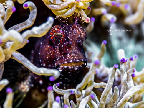 A Starry Blenny 