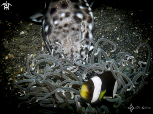 A Clownfish and Shark