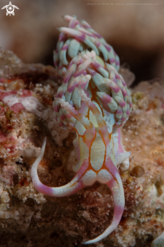 A Nudibranche