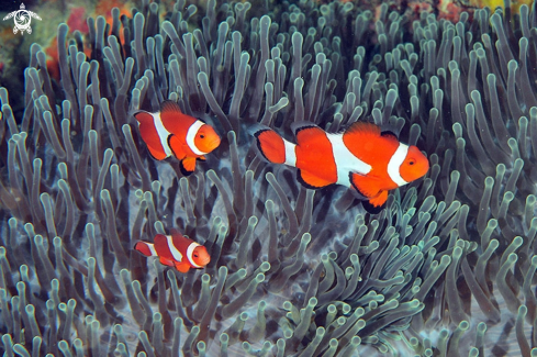 A anemone fish