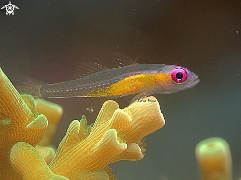A Pink eye Goby 