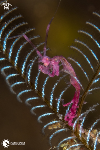 A Skeleton Shrimp