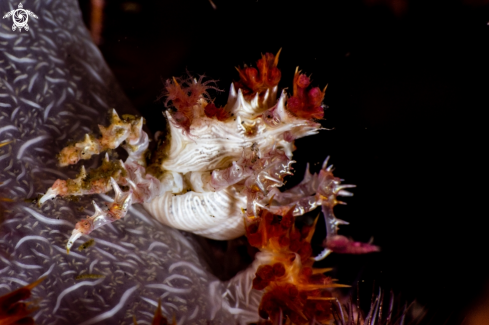 A Dendronephthya roxasia | Candy crab