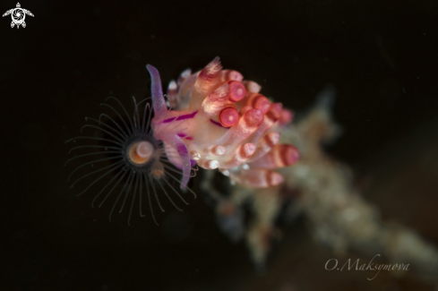 A Nudibranch Coryphellina rubrolineata