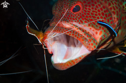 A Grouper