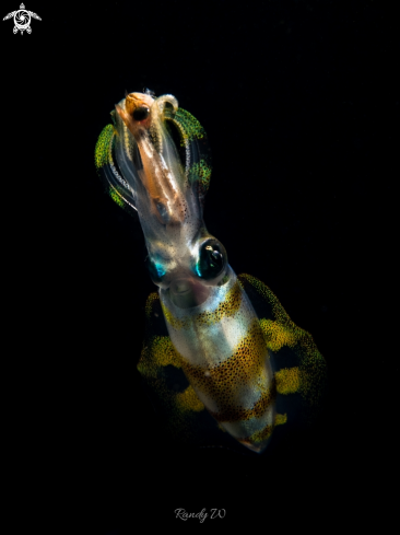 A Sepioteuthis Lessoniana | Squid