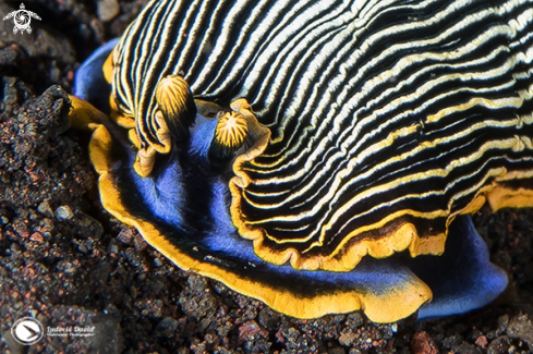 A Armina Nudibranch